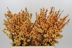 Ilex Verticillata Ilexia Julia 60cm