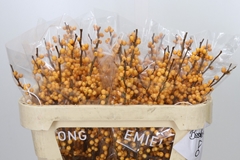 Ilex Verticillata Golden Verboom 70cm