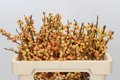 Ilex Verticillata Ilexia Julia 50cm