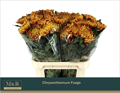 Chrysanth Single Fuego 80cm 95gr.