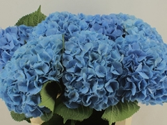 Hydrangea Destiny Blue 80cm 21-23cm Hd