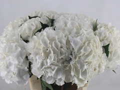 Hydrangea White Verena 60cm 18-20cm Hd