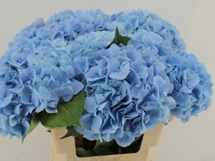 Hydrangea Destiny Blue 60cm 18-20cm Hd