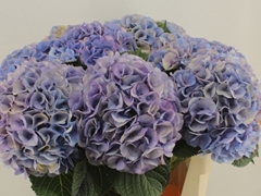 Hydrangea My Beautiful Vienna 60cm 18-20cm Hd
