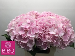 Hydrangea Verena 60cm 18-20cm Hd