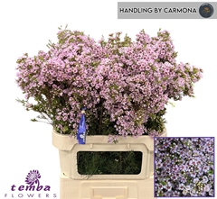 Chamelaucium Titan 80cm 100gr.