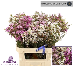 Chamelaucium Mixed In Bunch 80cm 90gr.
