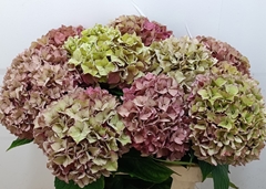 Hydrangea Rodeo Red Classic 60cm 18-20cm Hd
