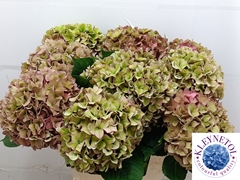 Hydrangea Rodeo Red Classic 60cm 19-21cm Hd