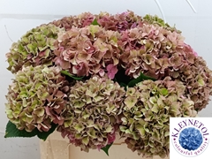 Hydrangea Rodeo Red Classic 50cm 17-19cm Hd