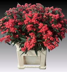 Euphorbia Fulgens Spray Marielle 80cm 15cm Hd