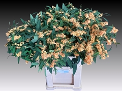 Euphorbia Fulgens Spray Cognac Baron 80cm 15cm Hd