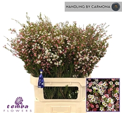 Chamelaucium My Sweet Sixteen 80cm 90gr.