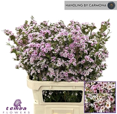 Chamelaucium Giselle 80cm 80gr.