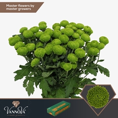 Chrysanth Spray Deligreen 70cm 85gr.