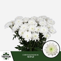 Chrysanth Spray Altaj 70cm 85gr.