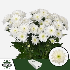 Chrysanth Spray Pina Colada 70cm 75gr.