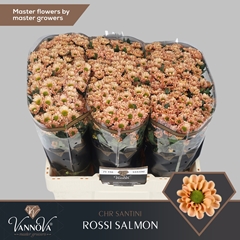 Chrysanth Santini Rossi Salmon 55cm 44gr.