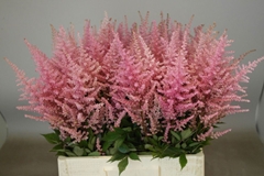 Astilbe Erika 65cm