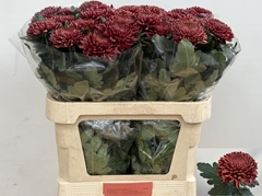 Chrysanth Single Bigoudi Red 80cm 125gr.