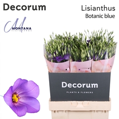 Eustoma Single Botanic Blue 70cm