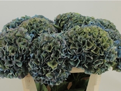 Hydrangea Royal Parade Classic 60cm 18-20cm Hd