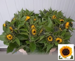 Helianthus Sunrich Orange 80cm