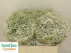 Gypsophila Paniculata Zinzi Discovery 50cm 5gr.