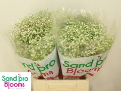 Gypsophila Paniculata Zinzi Discovery 40cm