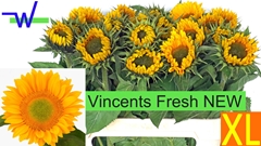 Helianthus Vincent's Fresh 80cm