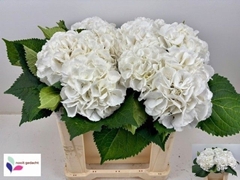 Hydrangea Schneeball 50cm 11-13cm Hd