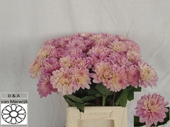 Dahlia Vera Louise 55cm