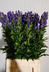 Aconitum Carmichaelii Arendsii 90cm