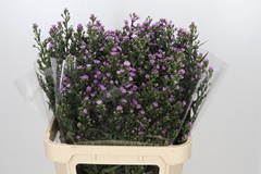 Aster Painted Lady 80cm 40gr.