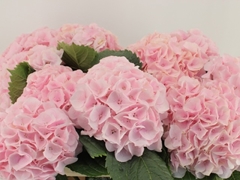 Hydrangea My Beautiful Matcha 80cm 18-20cm Hd