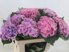 Hydrangea Royal Sunset Rose 60cm 15-17cm Hd