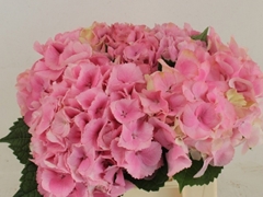Hydrangea Cassanova 50cm 13-15cm Hd