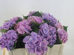 Hydrangea Royal Sunset Blue 50cm 12-14cm Hd