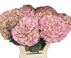 Hydrangea Royal Palace Classic 65cm 16-18cm Hd