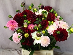 Dahlia Mix Per Bunch 50cm