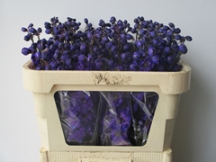 Delphinium Double Delphi's Jewel 70cm