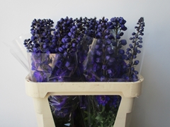 Delphinium Double Delphi's Jewel 80cm