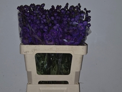 Delphinium Double Delphi's Jewel 60cm