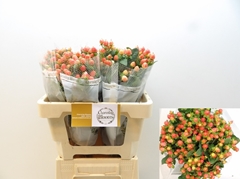 Hypericum Magical Royal Princess 50cm