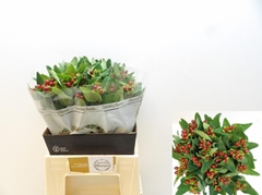 Hypericum Pacific Brown 40cm