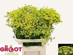 Anethum Graveolens 65cm