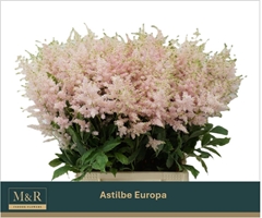 Astilbe Europa 50cm