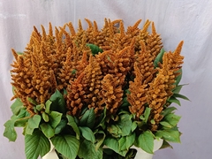 Amaranthus Cruentus Hot Biscuits 80cm