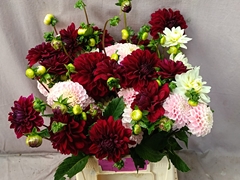 Dahlia Mix Per Bunch 50cm