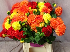 Dahlia Mix Per Bunch 50cm